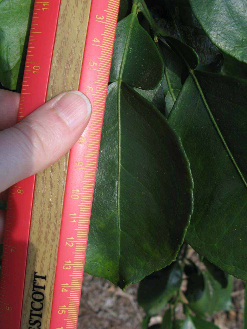              Unifoliolate leaf (Winter Haven, FL)       